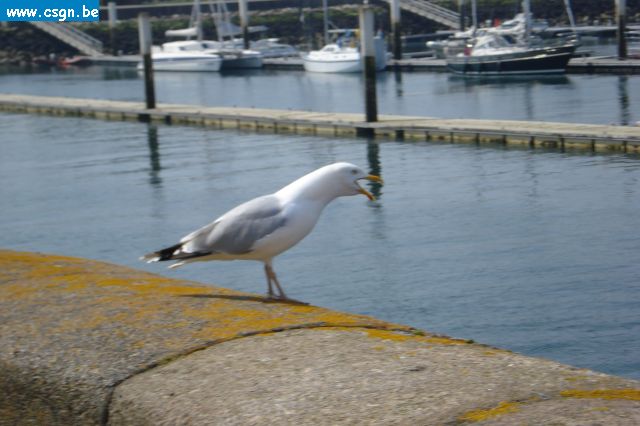 voyage Normandie avril 2009 2AF 349.jpg